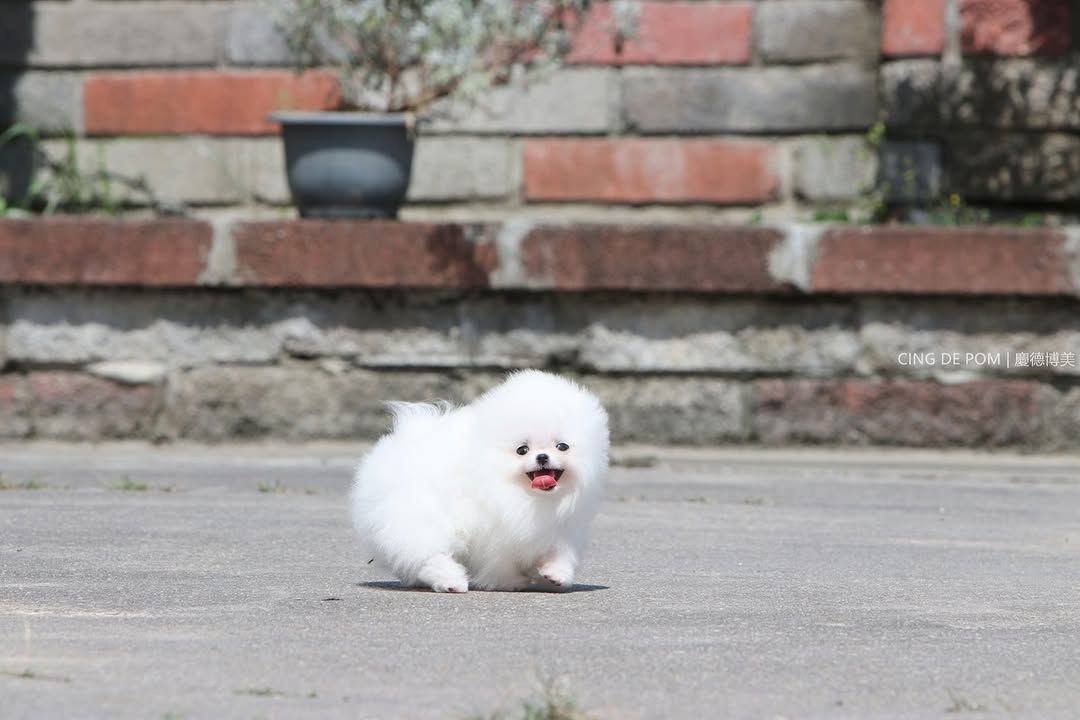Pomeranian Spitz Welpen
