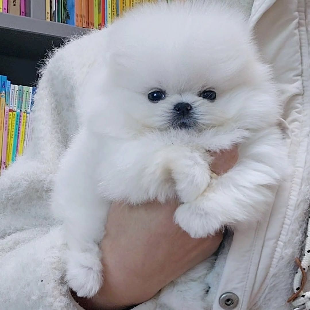 Hallo Pomeranian Welpen