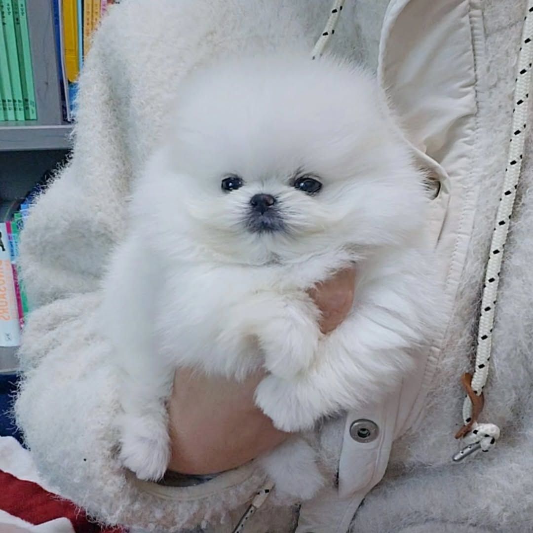 Hallo Pomeranian Welpen