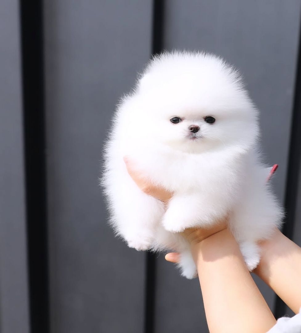 Hallo Pomeranian Welpen