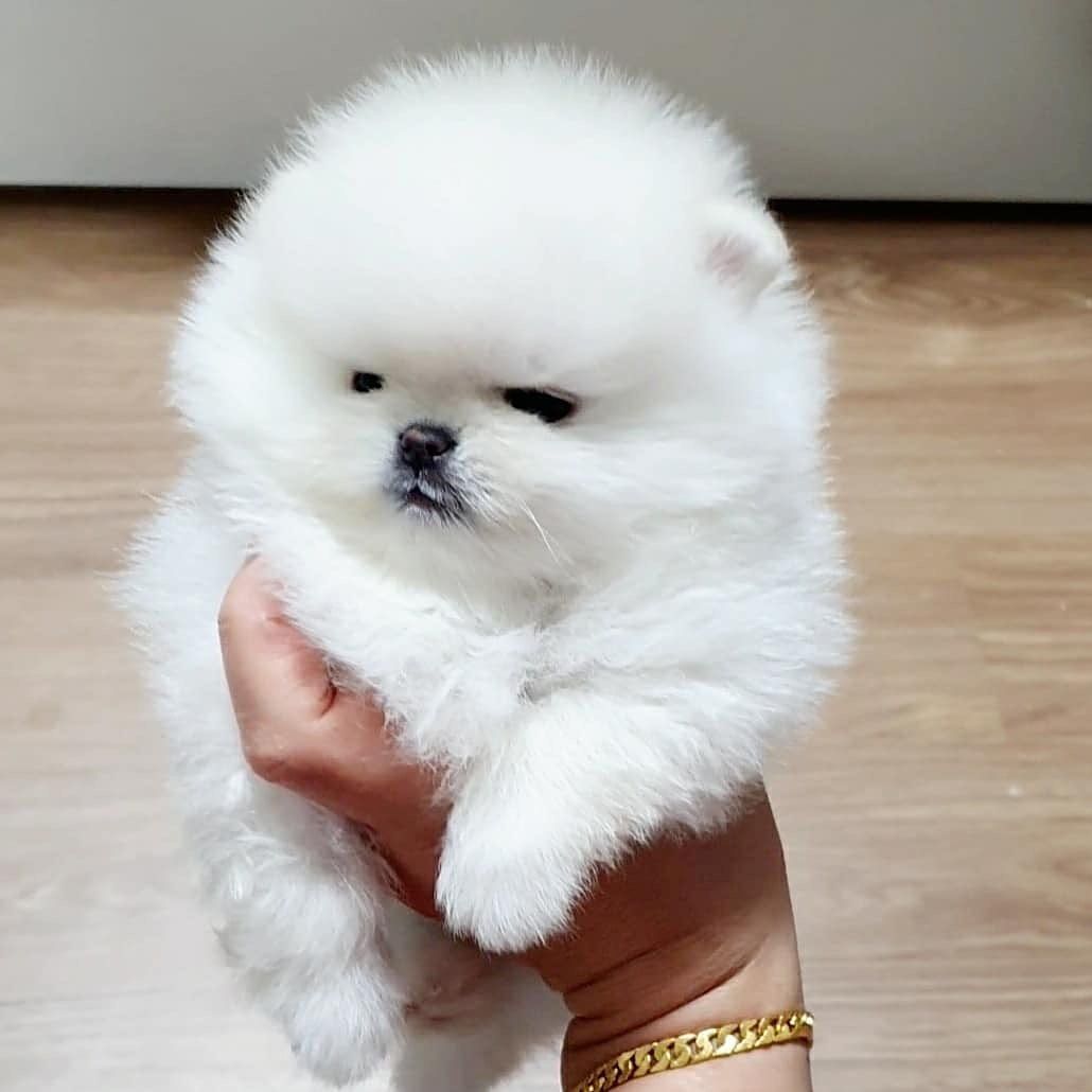 Pomeranian-Welpen suchen ein liebevolles Zuhause 🏡.