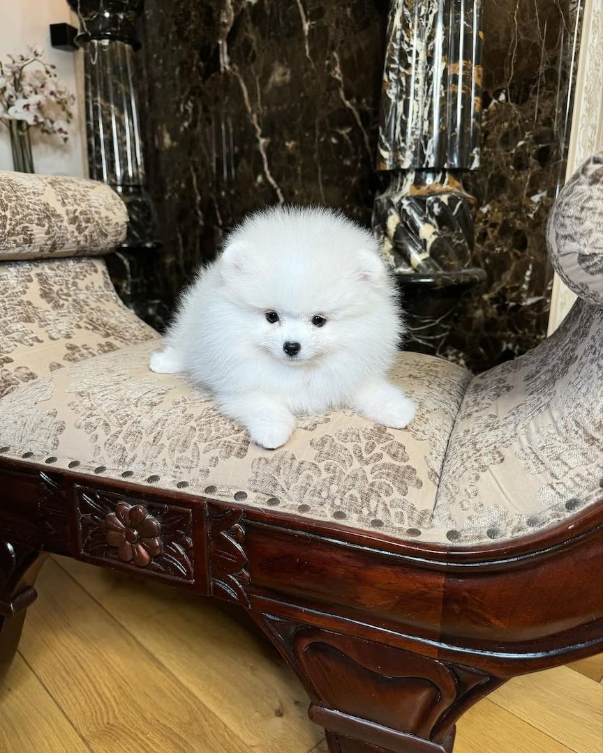 Wunderschöne Pomeranian-Welpen (Rüde und Hündin)