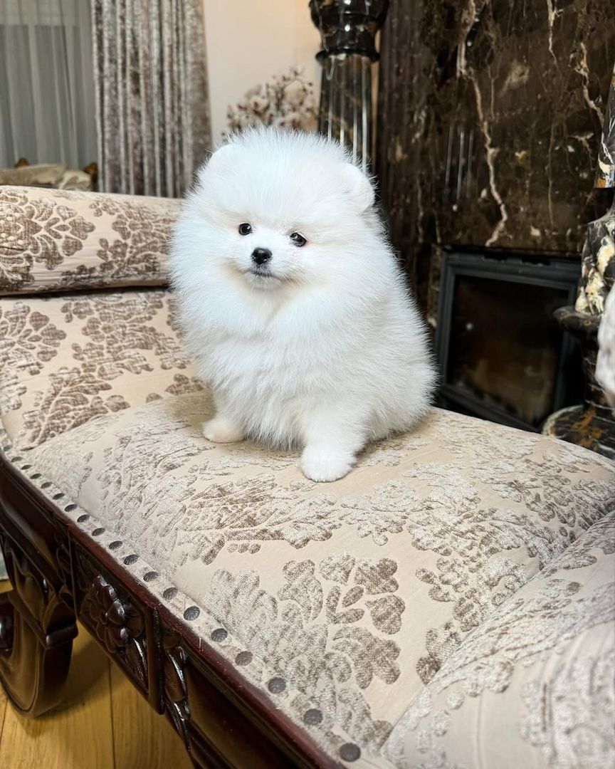 Wunderschöne Pomeranian-Welpen (Rüde und Hündin)