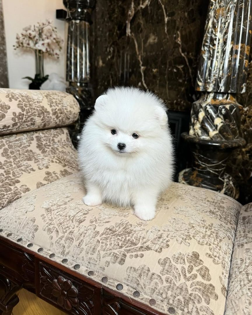 Wunderschöne Pomeranian-Welpen (Rüde und Hündin)