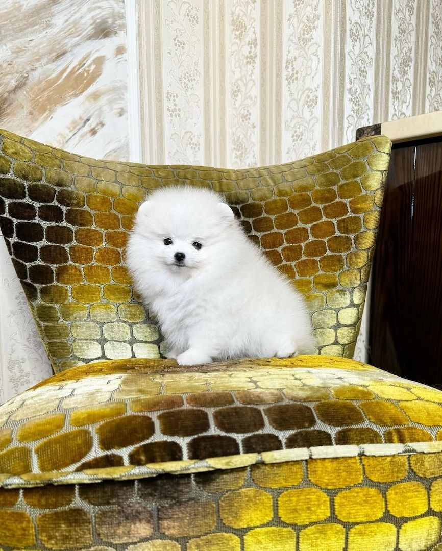 Wir haben einen wunderschönen Wurf Pomeranian-Welpen