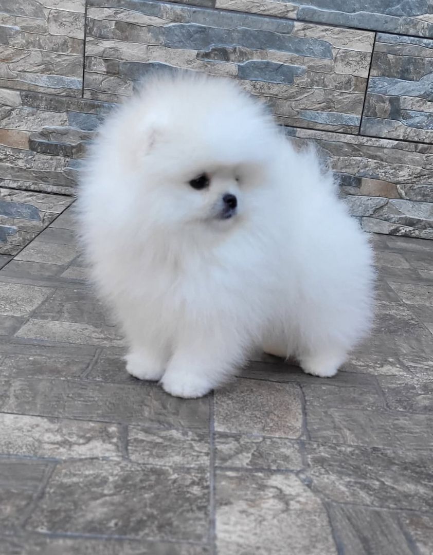 Pomeranian Spitz Welpen