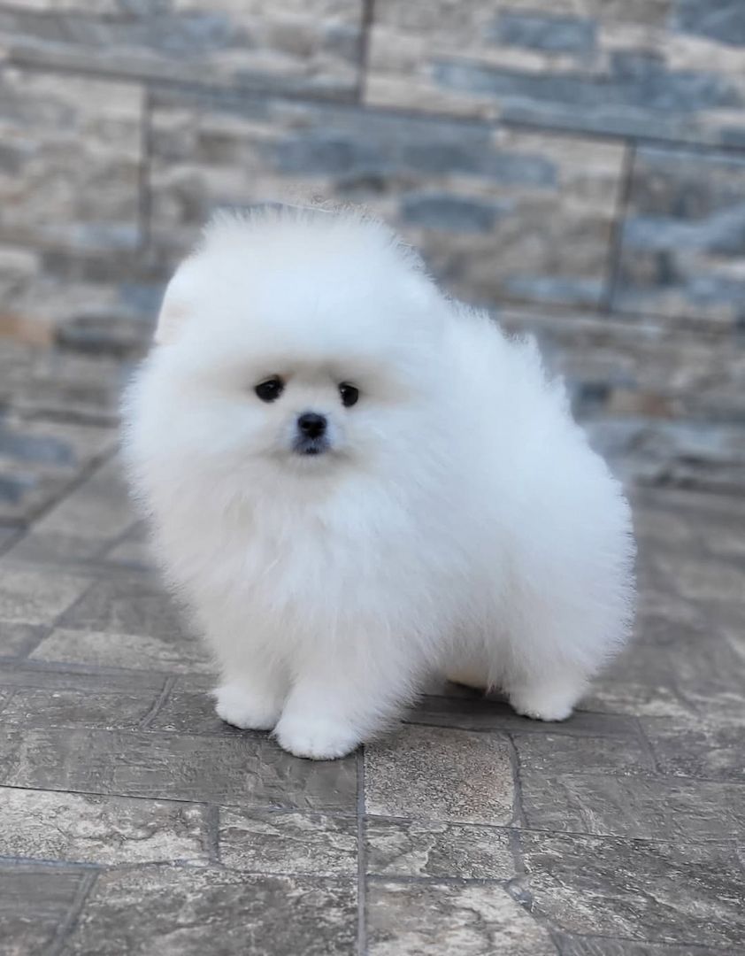 Pomeranian Spitz Welpen
