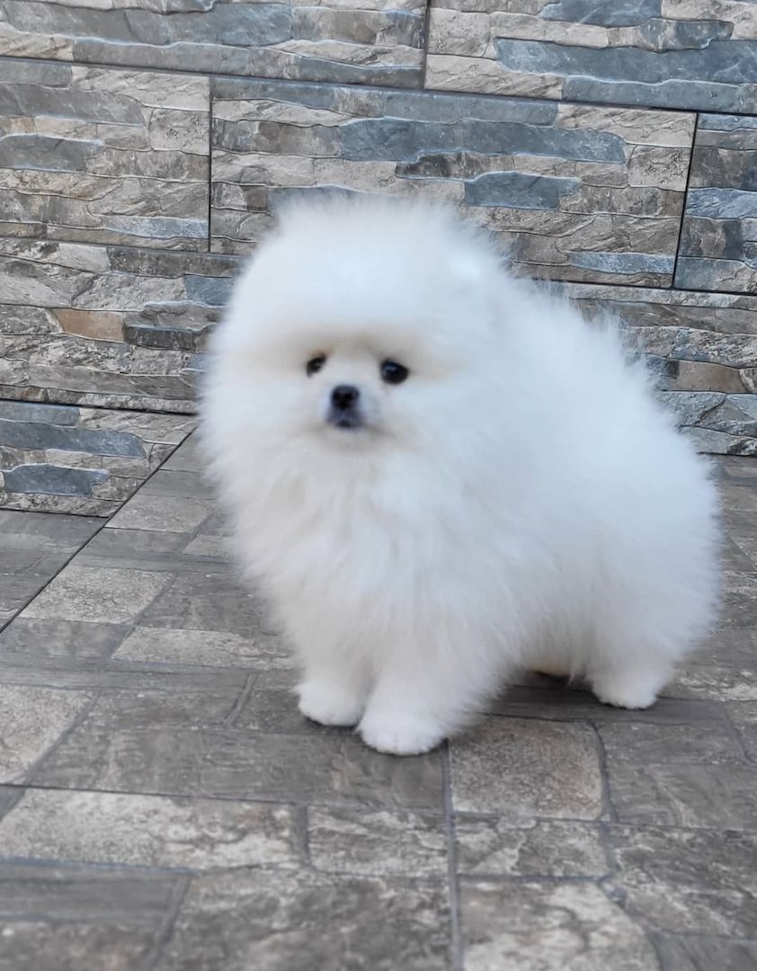 Pomeranian Spitz Welpen