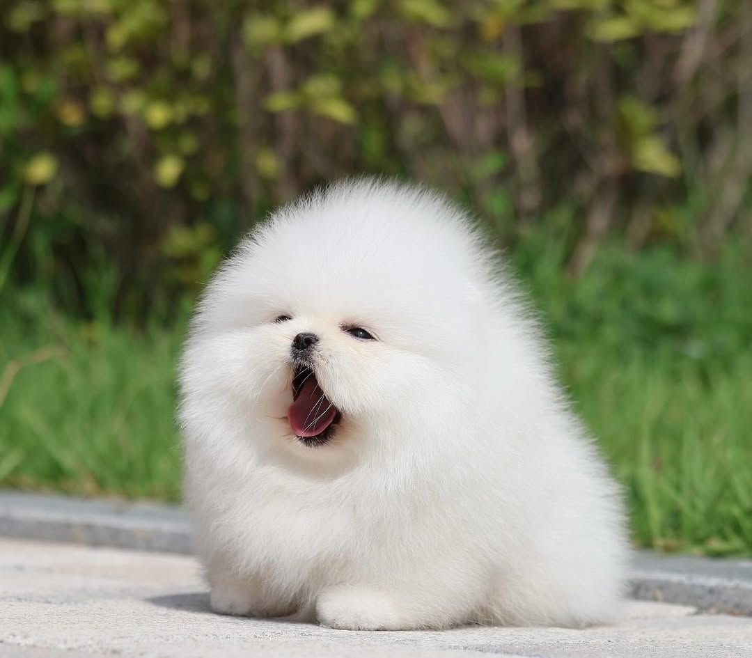 Pomeranian Welpen
