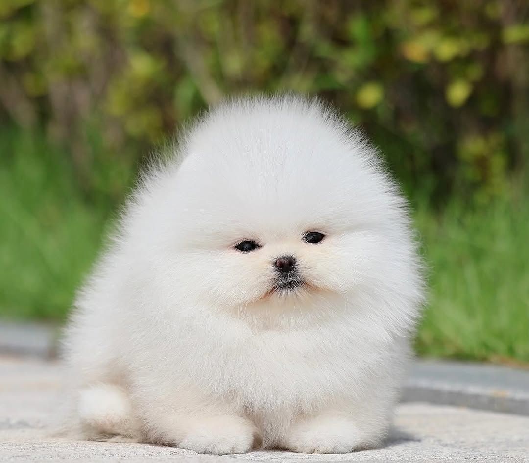 Pomeranian Welpen