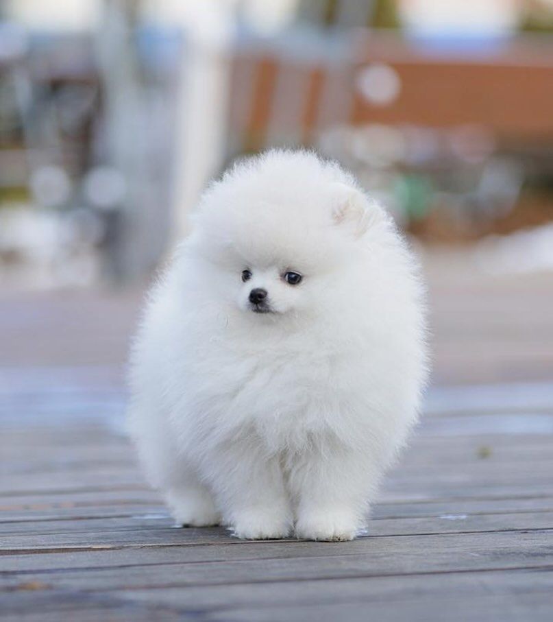 Pomeranian Spitz