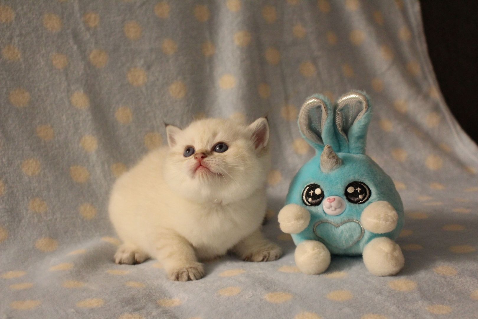 Reinrassige BKH Kitten