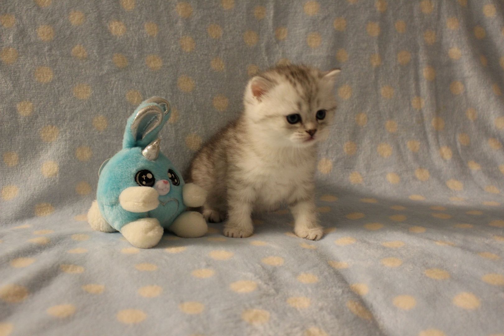 Reinrassige BKH Kitten