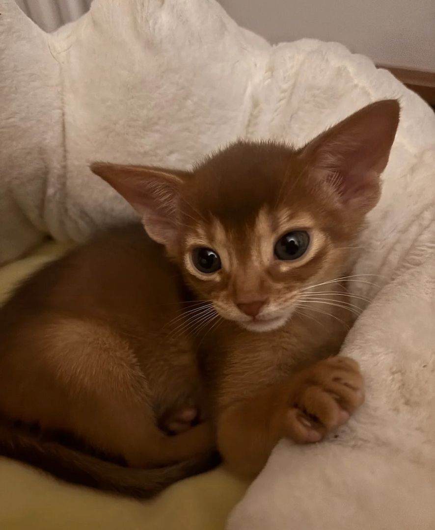 Zwei Abessinierkätzchen!!!