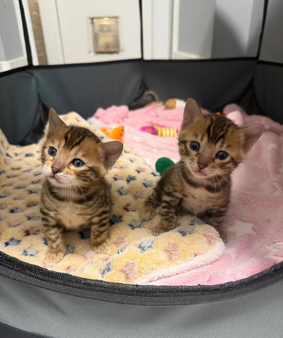 Reinrassige Bengalkätzchen