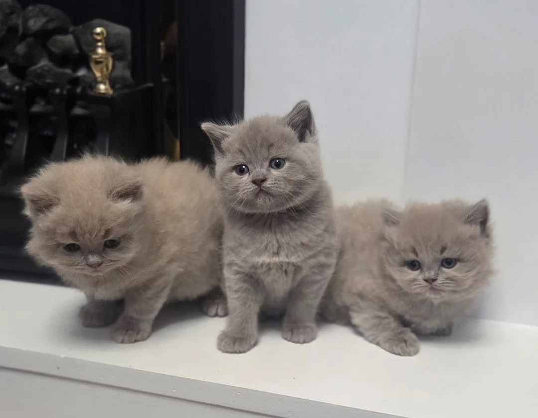 Britisch Kurzhaar-Kätzchen