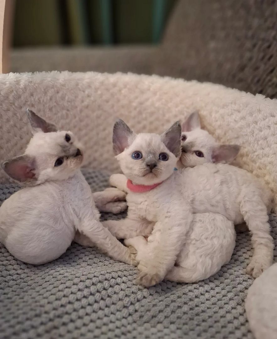 🌸 Wunderschöne Devon Rex-Kätzchen 🌸