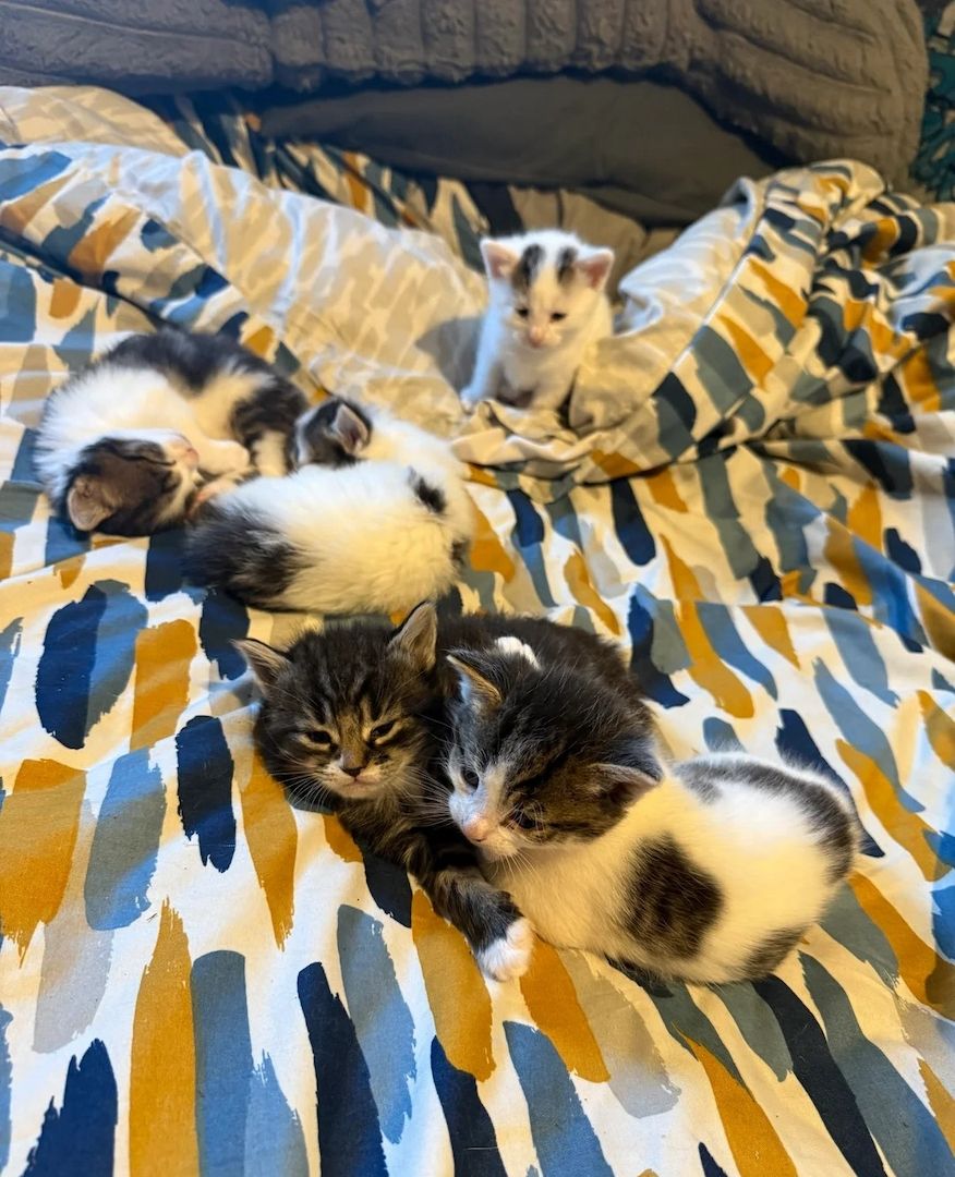 Norwegische Waldkatzen-Kätzchen