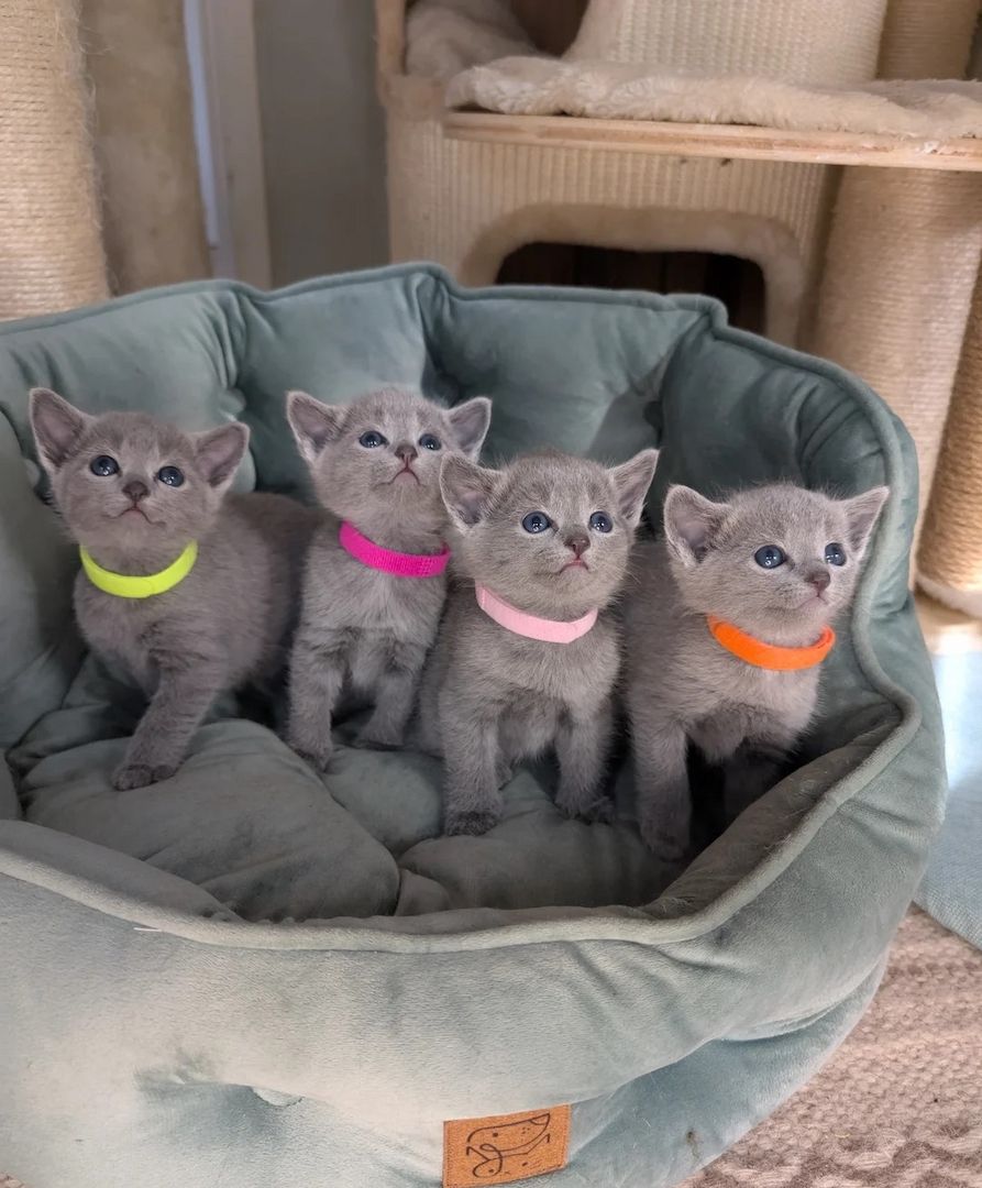 😺Vier wunderschöne Russisch Blau Kätzchen suchen ein Zuhause!😺