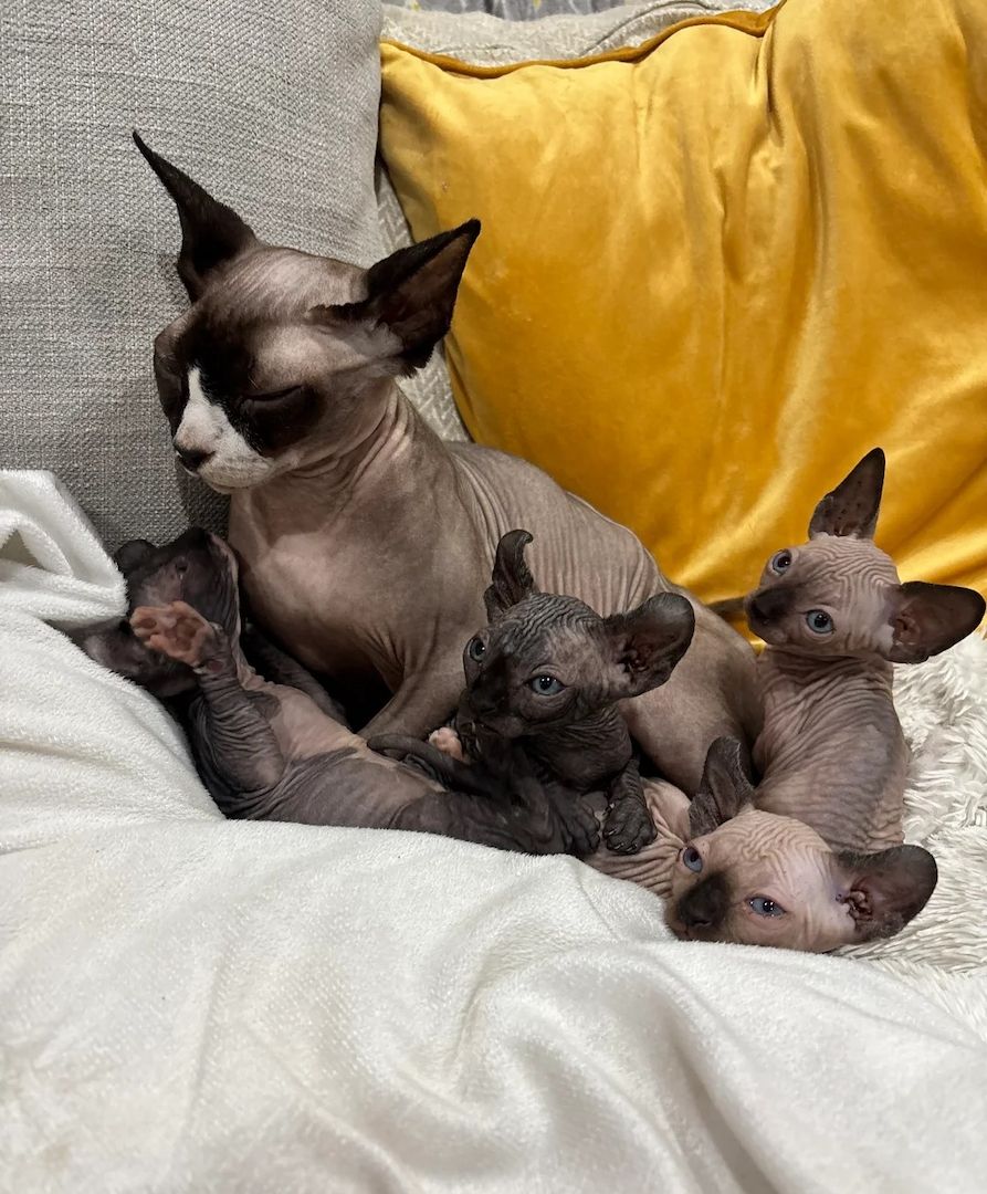 3 Sphynx-Kätzchen (2 männlich, 1 weiblich)