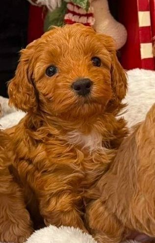 Maltipoo-Welpen,,