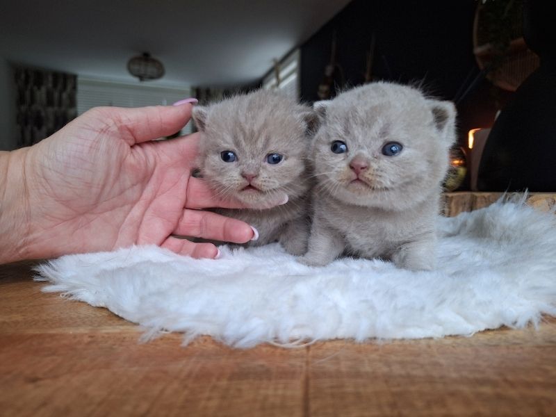 Britische Kurzhaar-Kätzchen zur Adoption