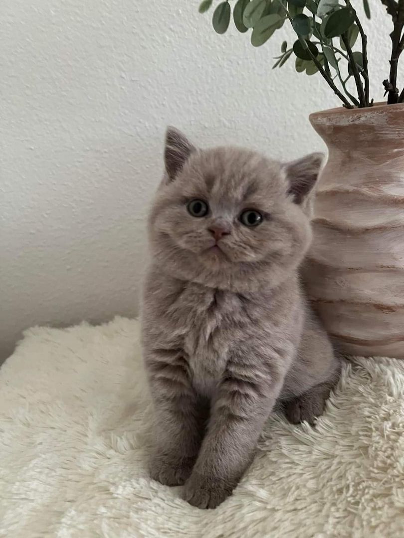 Britische Kurzhaar-Kätzchen zur Adoption