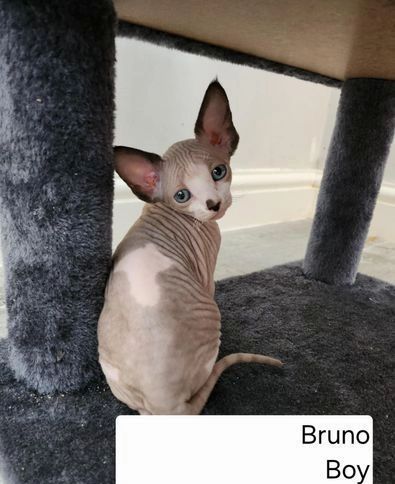 Sphynx-Kätzchen bereit zum Auszug