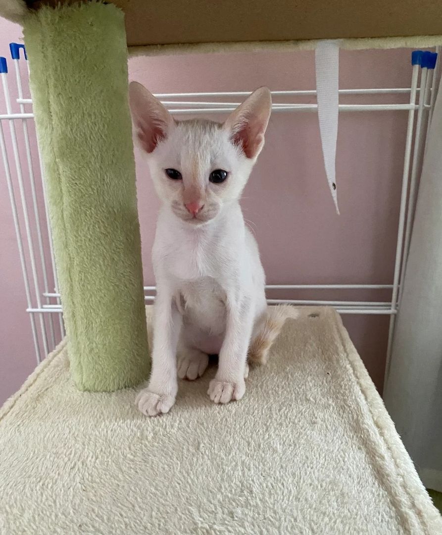 Flame-Point-Siamkätzchen