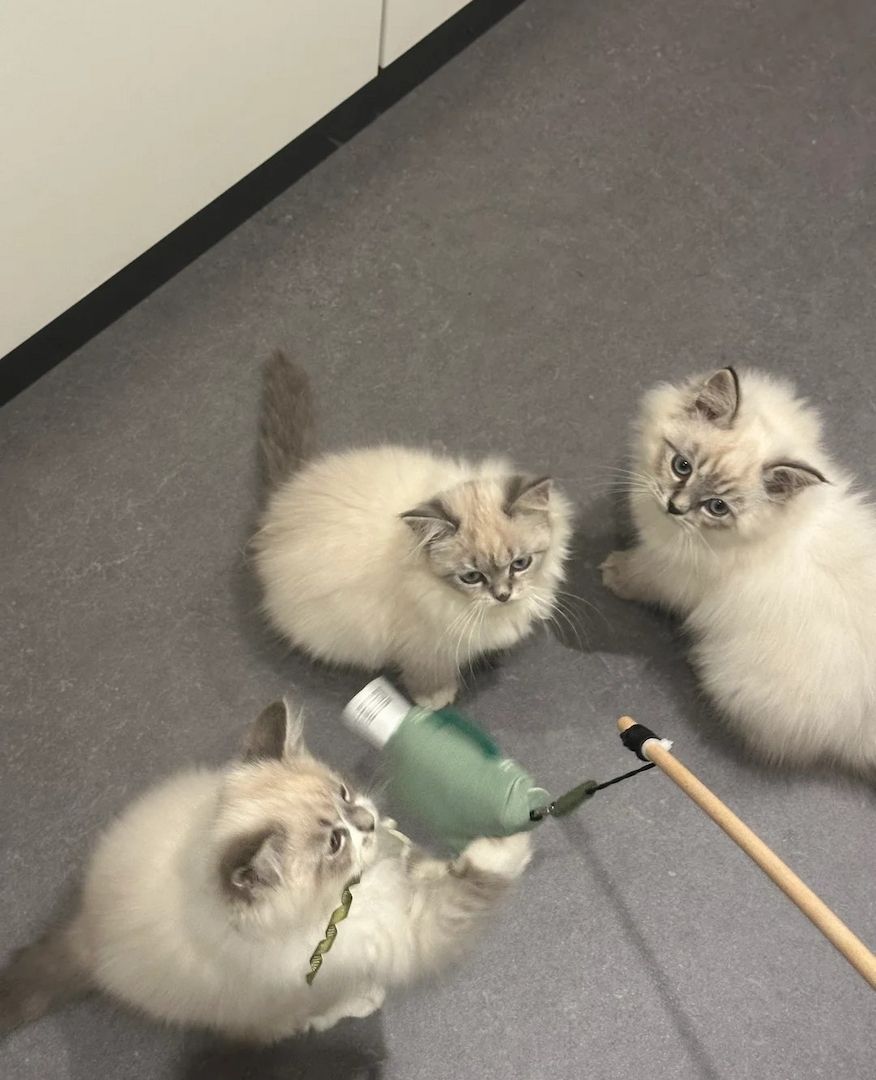 Die bezaubernde Sibirische Neva Masya!