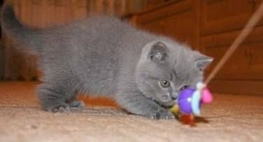 BHK Britisch Kurzhaar Rüden und Hündinnen