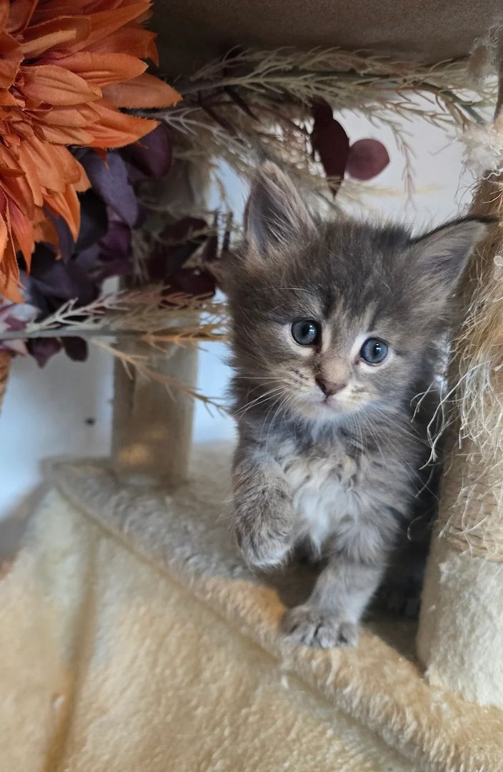 Atemberaubende Maine-Coon-Kätzchen