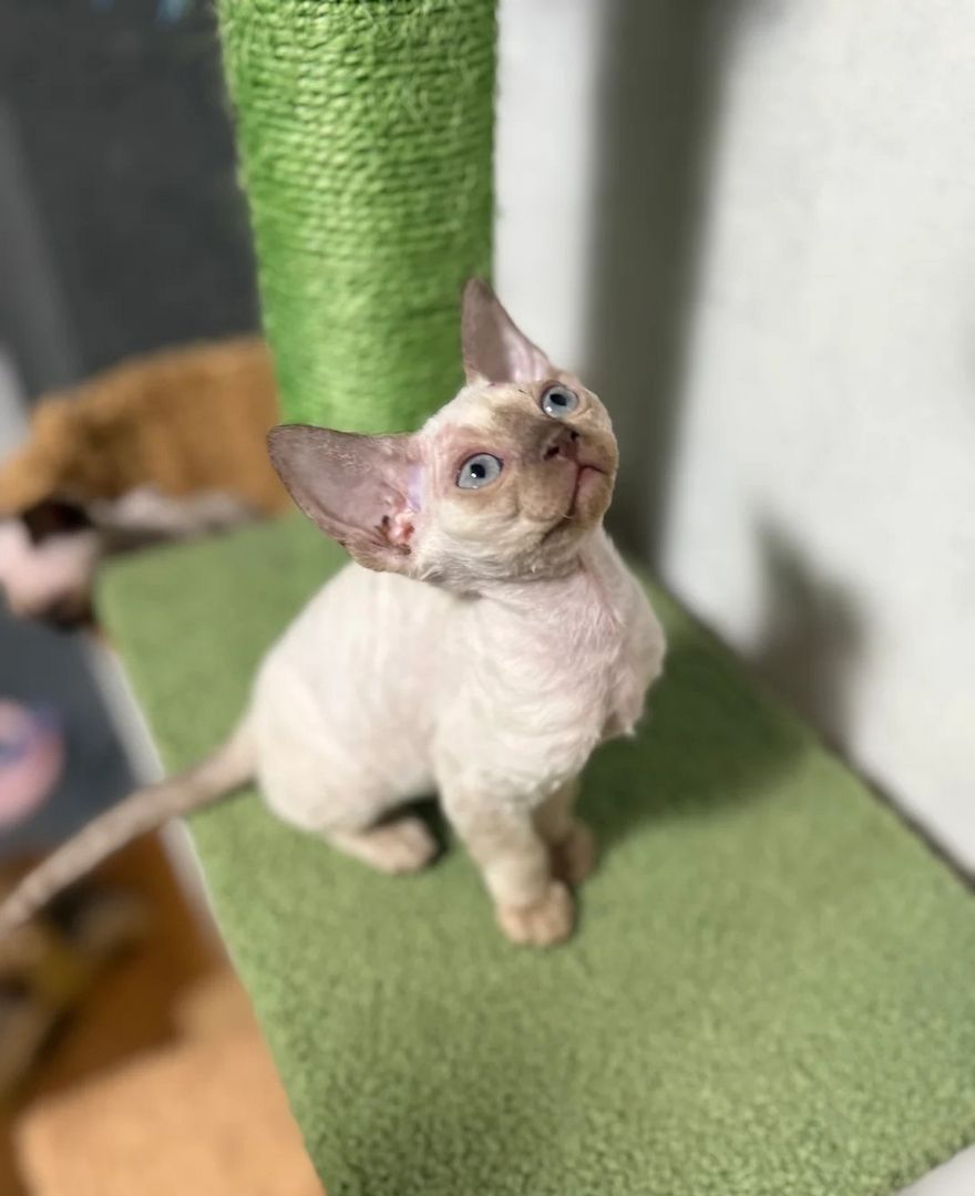 Devon Rex-Kätzchen