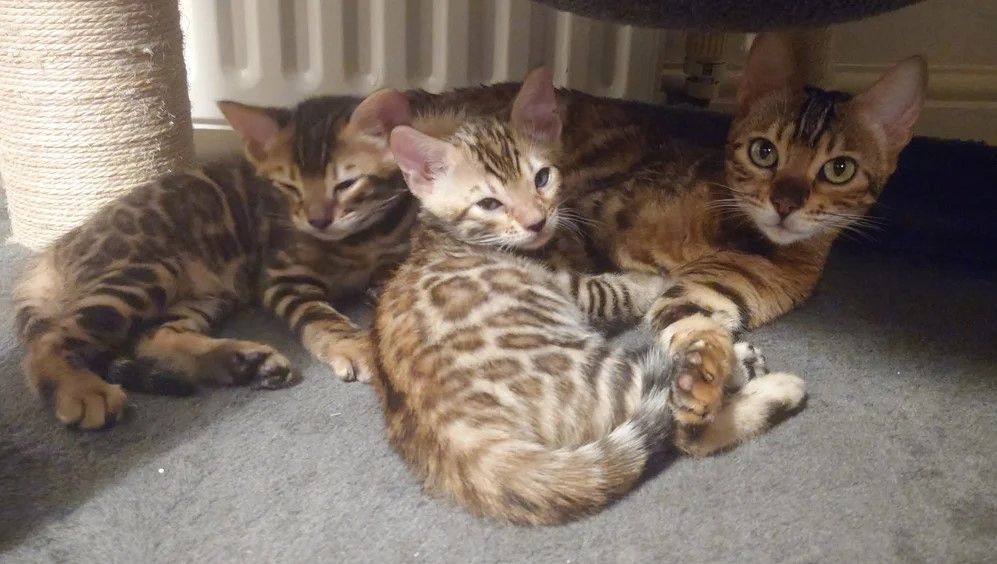 Atemberaubende Bengalkätzchen!