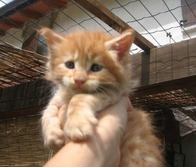 Maine Coon Kätzchen zu verkaufen