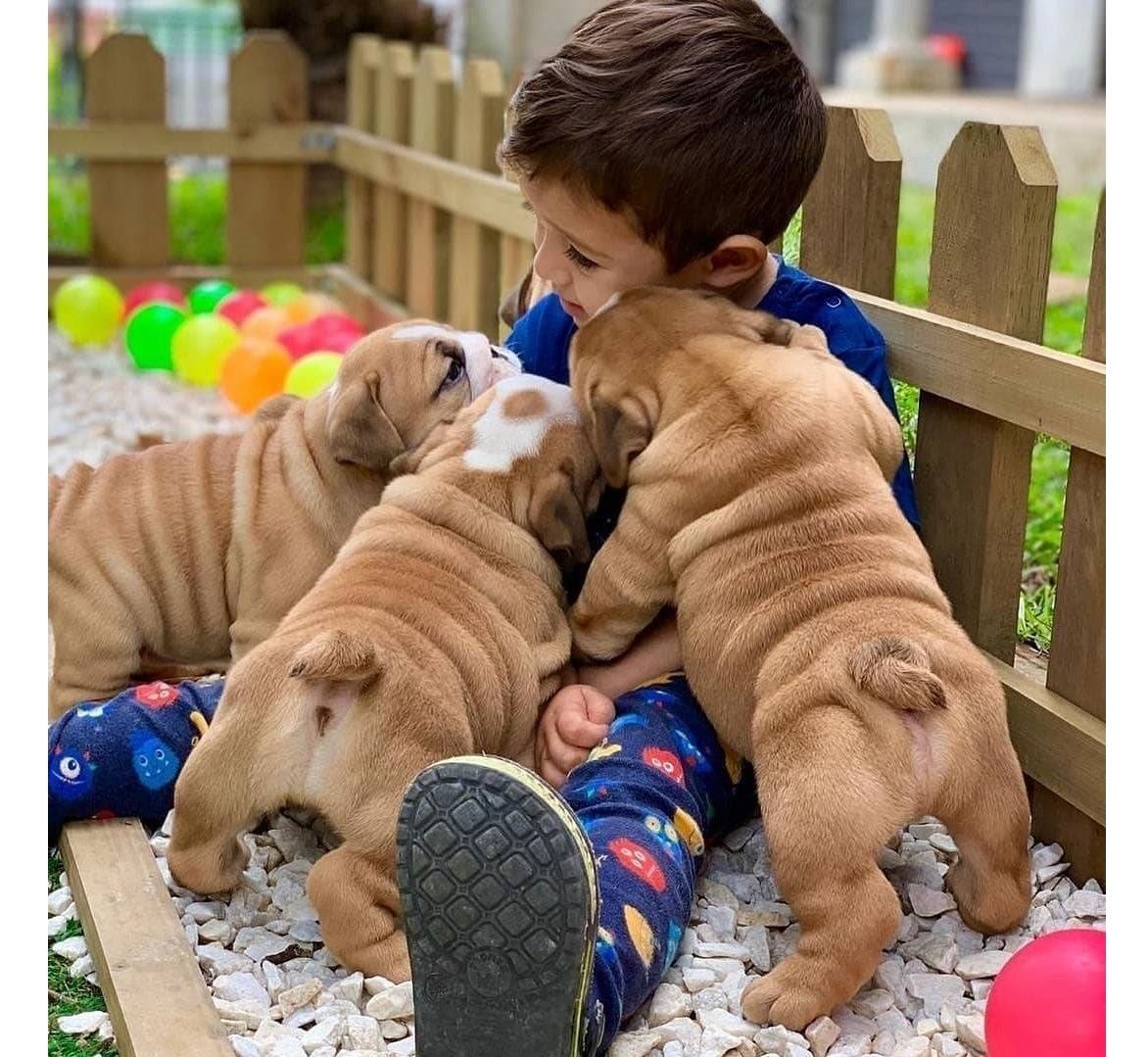 Reinrassig Englisch Bulldogge Welpen