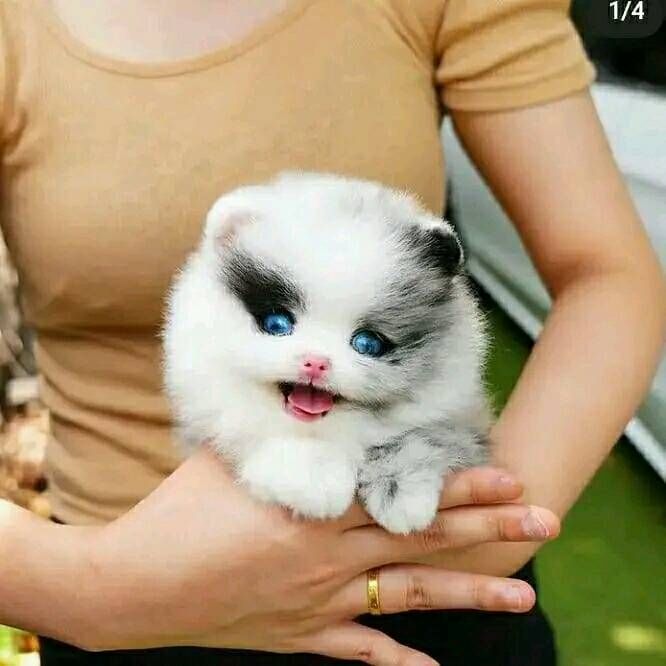 Pomeranian Zwergspitz Welpen ZUM VERSCHENKEN