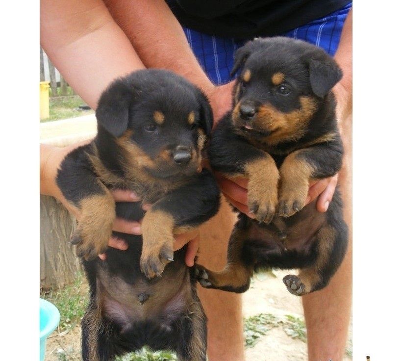 Rottweiler-Welpen suchen liebevolles Zuhause