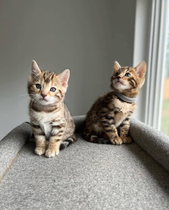 Bengalkatzen