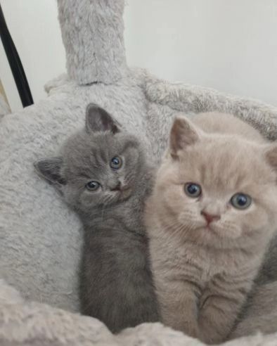 Britische Kurzhaar-Kätzchen zur Adoption