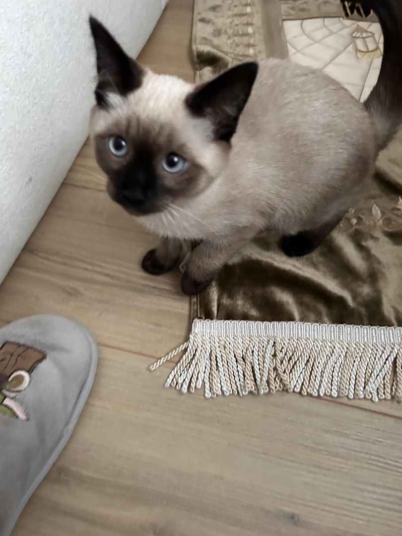 Siam Kitten 3 Monate, geimpft und gechipt