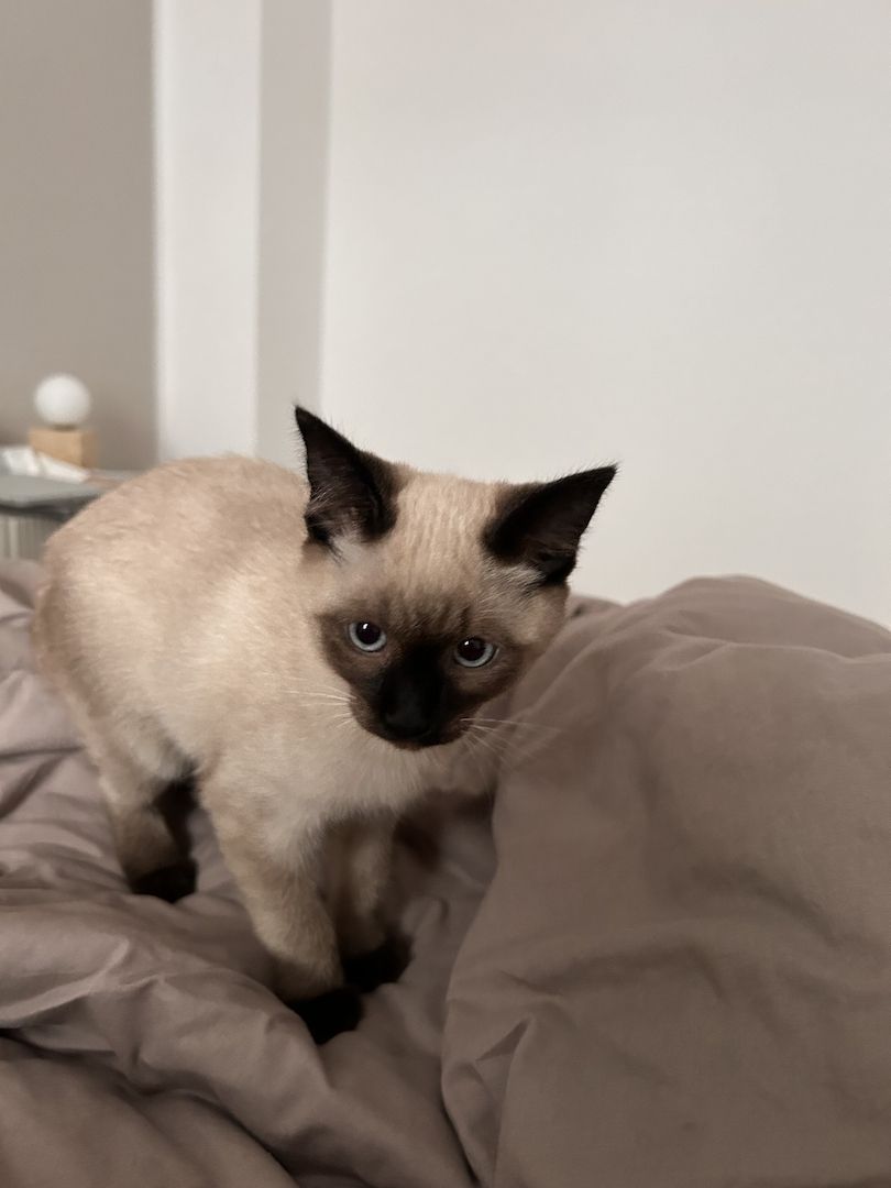 Siam Kitten 3 Monate, geimpft und gechipt