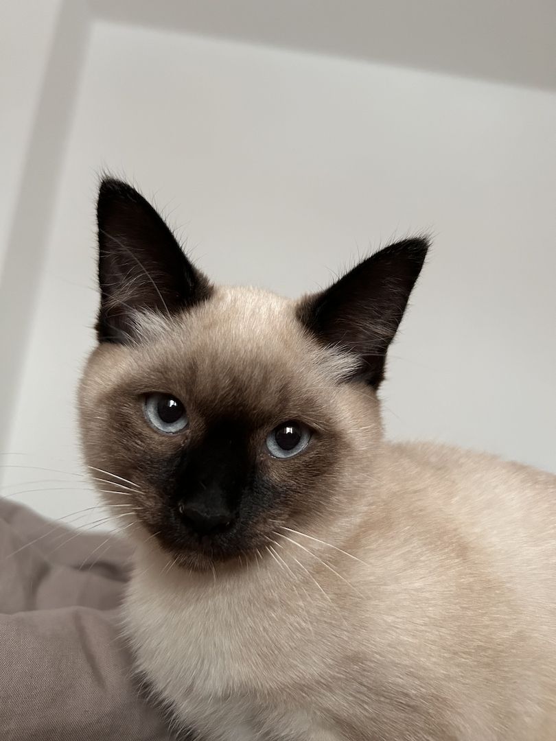 Siam Kitten 3 Monate, geimpft und gechipt