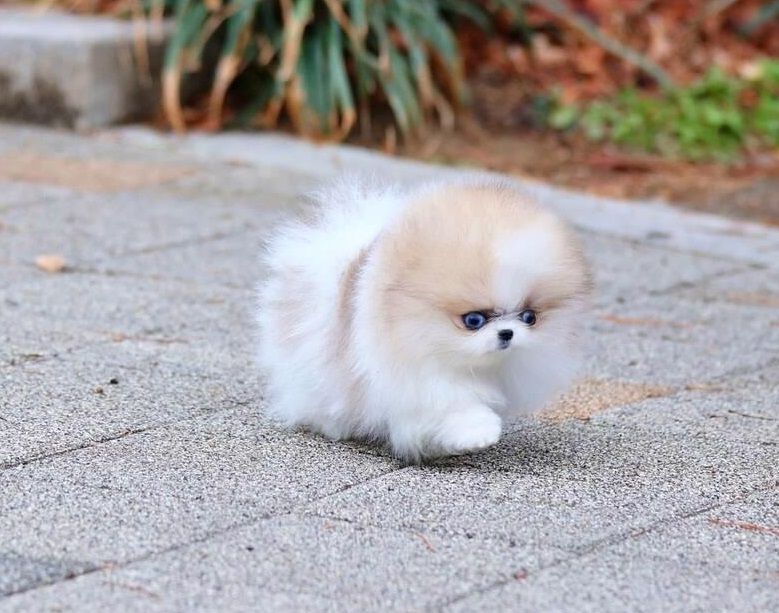 Pomeranian Zwergspitz Welpen ZUM VERSCHENKEN