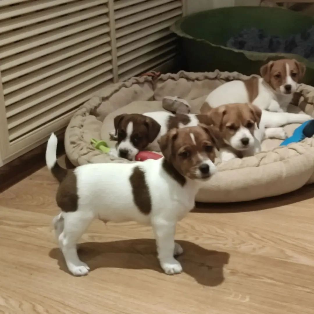 Jack Russell Welpen