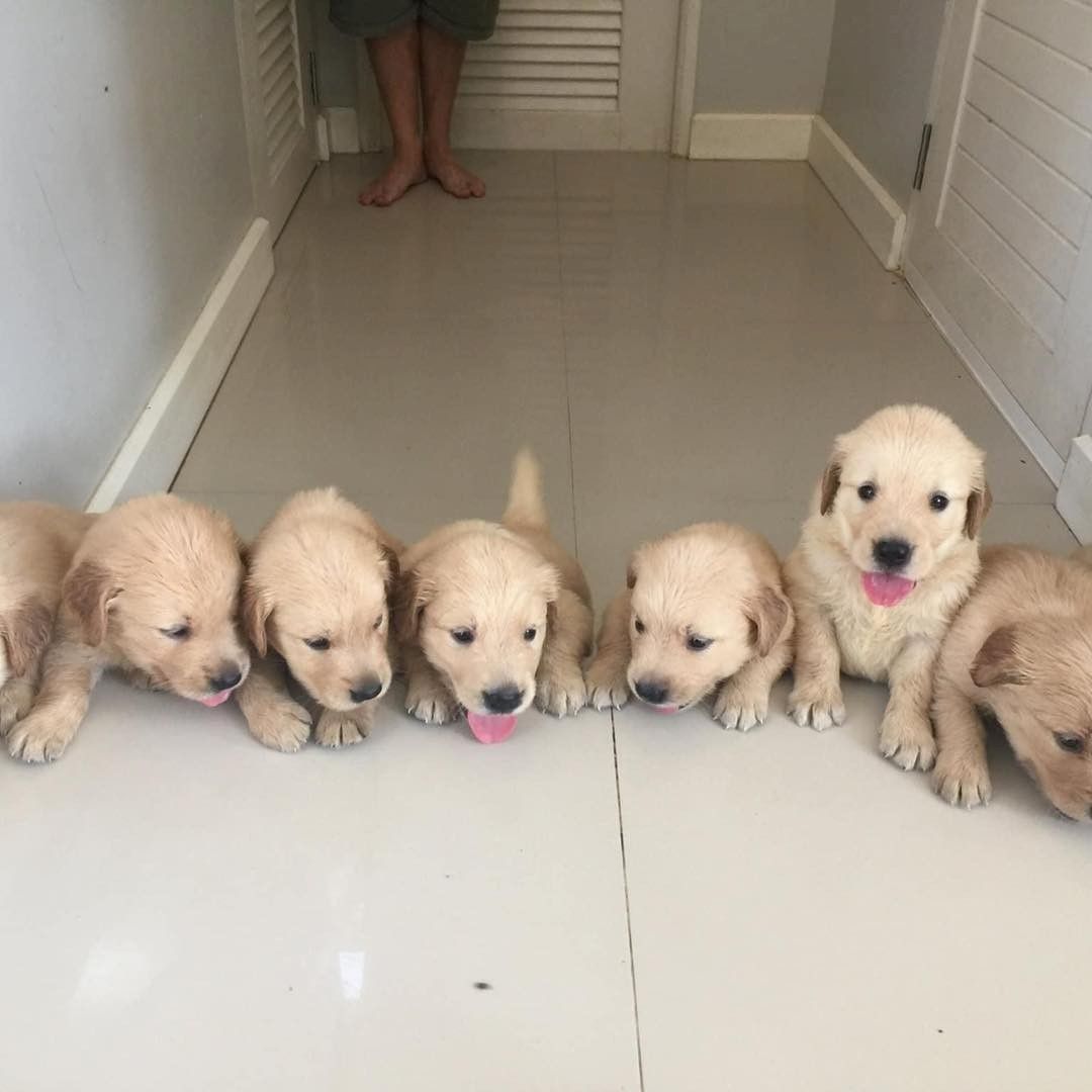 Golden-Retriever-Welpen