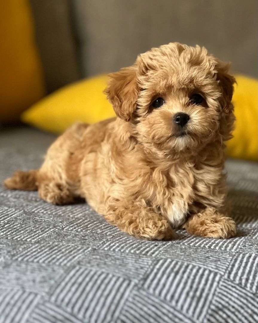 Maltipoo-Welpen zur Adoption