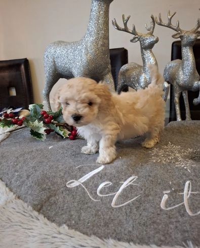 Maltipoo-Welpen zur Adoption
