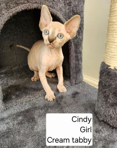 Sphynx-Kätzchen verfügbar