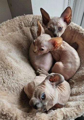Sphynx-Kätzchen zu verkaufen